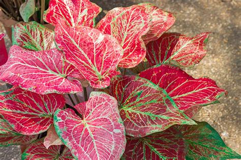 Caladium Bob