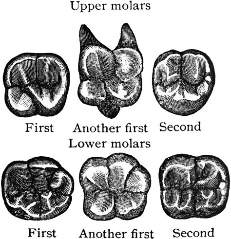 Molar Clip Art Clipart Library Clip Art Library