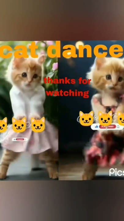 Funny Cat Dance 🐱🐱🐱🐱🐱🐱🐱🐱🐱 Youtube