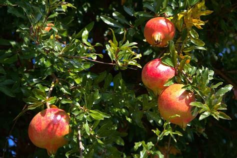 High Yield Hybrid Pomegranate Varieties In India State Wise