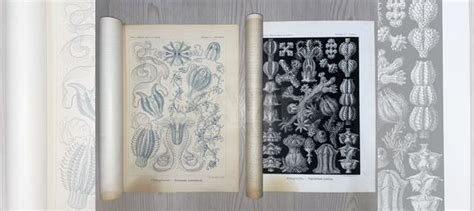 Иллюстрации Красота форм в природе 1904г Геккель купить в Москве с ...