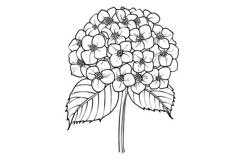 Hydrangea Flower Coloring Page Graphic By Forhadx5 · Creative Fabrica