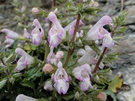 Salvia Taraxacifolia Plant Biodiversity Of South Western Morocco