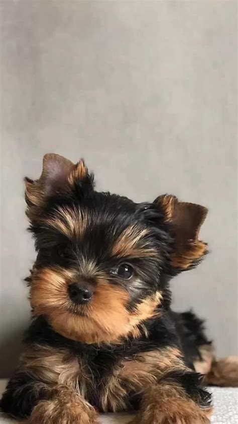 Miniature Yorkie 12 Amazing Facts About Mini Yorkie Dog Artofit