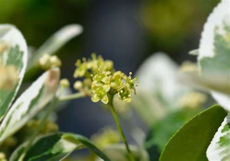 Gaiety Wintercreeper Euonymus Fortunei Gaiety