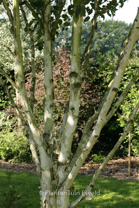 Betula Utilis Var Jacquemontii Plantentuin Esveld