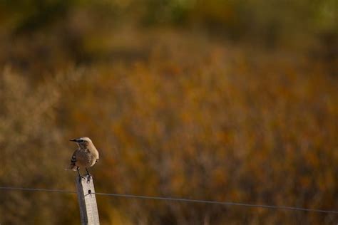 Free stock photo of argentina, bird watching, patagonia