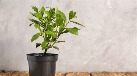 Potted Herbs You Can Grow Indoors For Thanksgiving Dinner