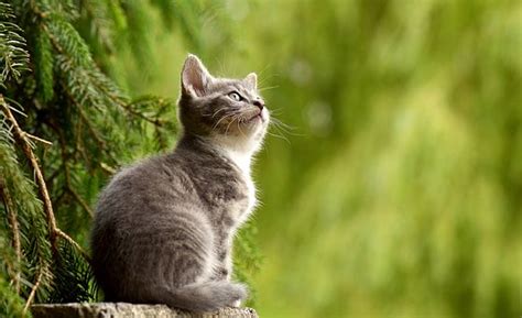 Understanding Cat Body Language: How to Read and Interpret Your Cat’s ...