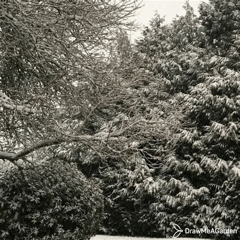 Les bienfaits insoupçonnés de la neige au jardin