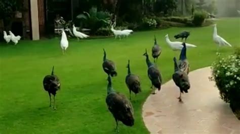 Peacock Farming Beautiful Peacock Breeding Farm In Pakistan Youtube