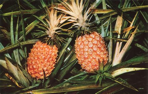 Tiny Pineapple Gallery Pineapple Growing