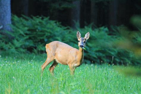 Wo Wohnt Das Reh Wo Lebt Der Specht Naturpark Steinwald