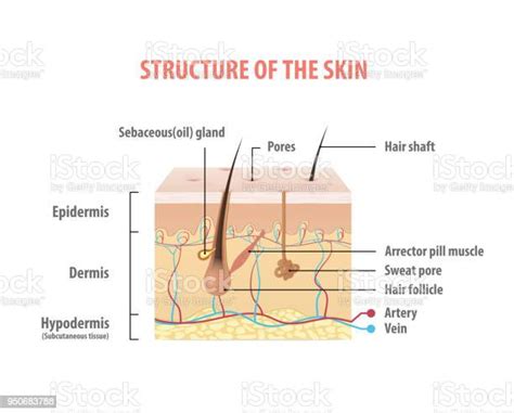 흰색 바탕에 피부 정보 그래픽 일러스트 벡터의 구조 아름다움의 개념입니다 모낭에 대한 스톡 벡터 아트 및 기타 이미지 모낭