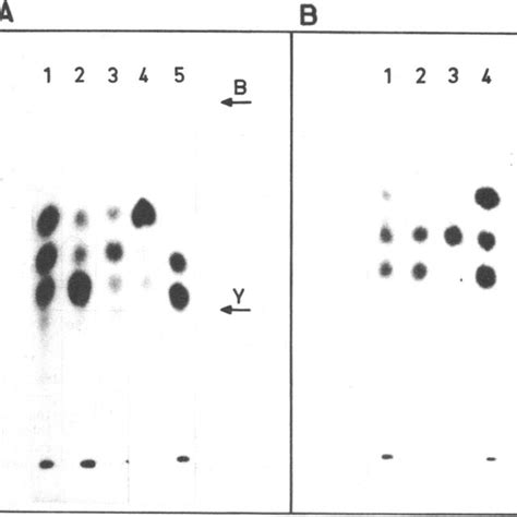 Nucleotide Analysis Of Adenovirus Rna Labeled With A 32p Atp And A 32p