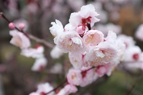 Fondos De Pantalla Jap N Comida Rama Fruta Flor De Cerezo Rosado