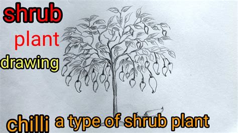 Shrubs Plant Drawing Easychilly Plantshrubevs For Kidsscience