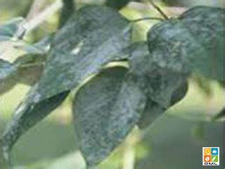 Pepper Powdery Mildew Rmlispl For Farmers Flickr