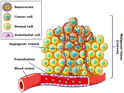 Schematic Illustration Of The Enhanced Permeation And Retention Epr