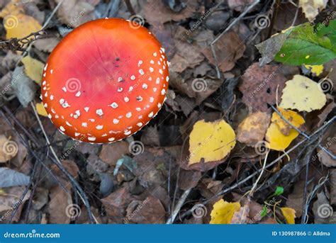 The Red And White Poisonous Toadstool Or Mushroom Called Ly Agaric