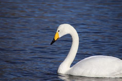 Cygne Blanc Oiseau Photo Gratuite Sur Pixabay Pixabay