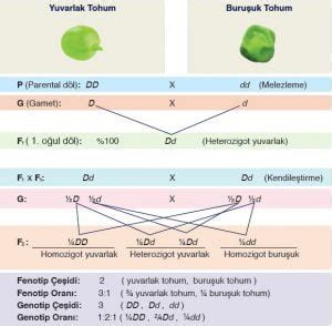 Dihibrit Çaprazlama Nedir Canlı Bilimi Biyoloji
