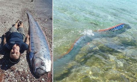 Giant Oarfish Found Dead On Isla San Francisco Beach Daily Mail Online