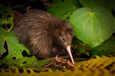 Endangered Flightless Kiwi Birds Of New Zealand Nature Blog Network