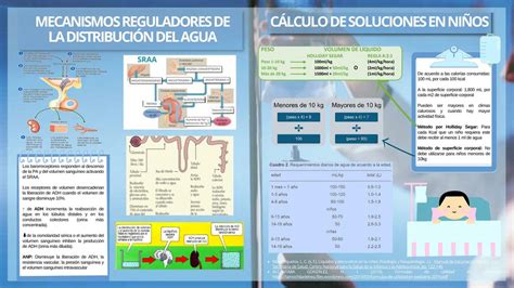 Mecanismos Reguladores De Agua Sofia Jim Nez Udocz