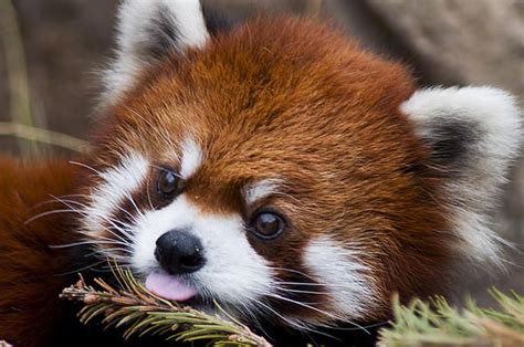 Red Panda Cute Animals Cute Animal Pictures Red Panda Cute