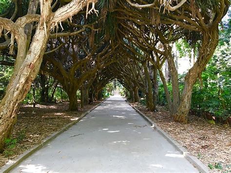 Jardin Dessai Alger Arbres Jardin D Essai Du Hamma Alger