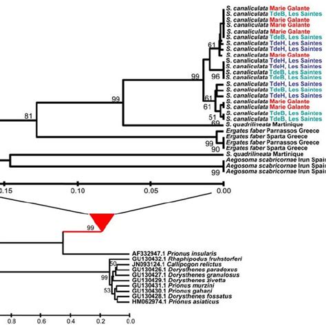 Phylogenetic Tree Resulting From The Bayesian Analysis Clustering The