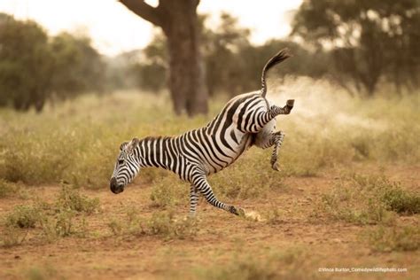 野生動物が見せた素顔 2022年の面白すぎる動物写真に笑わずにはいられない カメラに手を振るアライグマ仲間を振り回すワラビー