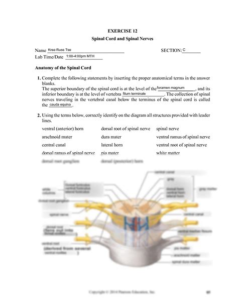 SOLUTION Structure Of Spinal Cord And Spinal Nerves Worksheet 12