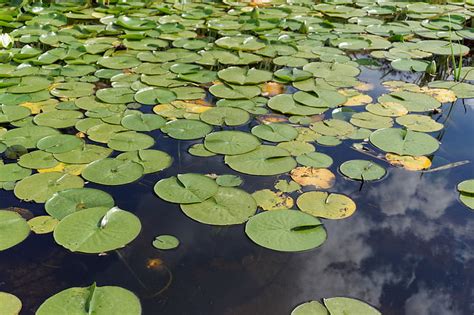 Free photo: water lily, water, plant, nature, water plant | Hippopx