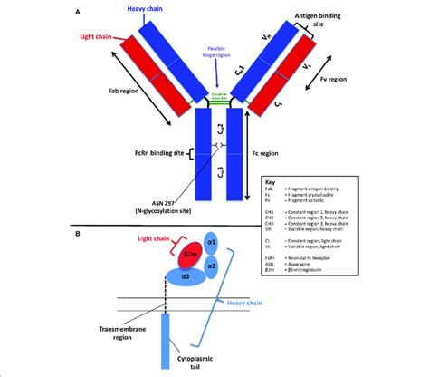 | Schematic of the structure of human immunoglobulin G (A) and the ...