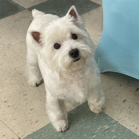 West Highland White Terrier — Canine Design Academy