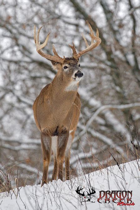 Big Whitetail Buck in Snow