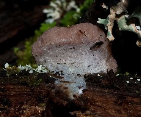 Pink Slime Mold 2 Of 2 Id Help Needed View Under A Pink Flickr