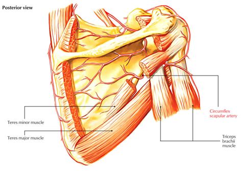 Circumflex Scapular Artery Earth S Lab