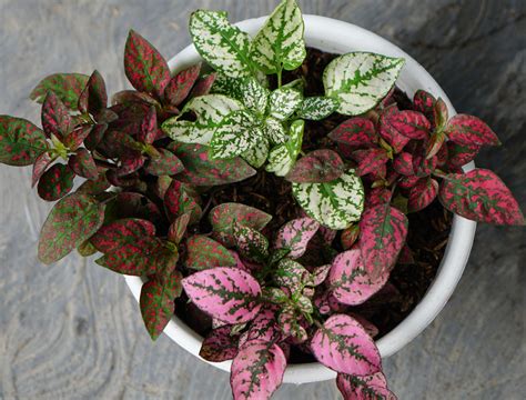 4 Best Polka Dot Plant Varieties For Your Home