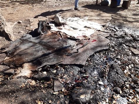 Quadrilha Presa Por Roubo De Gado Furtou 2 Mil Animais E Causou