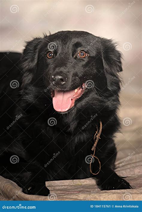 Perro De Mongrel Negro En El Estudio Imagen De Archivo Imagen De Ojos