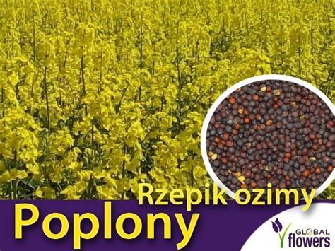 Poplony Zielony Nawóz Ekologiczny Rzepik ozimy Brachina 1000 g