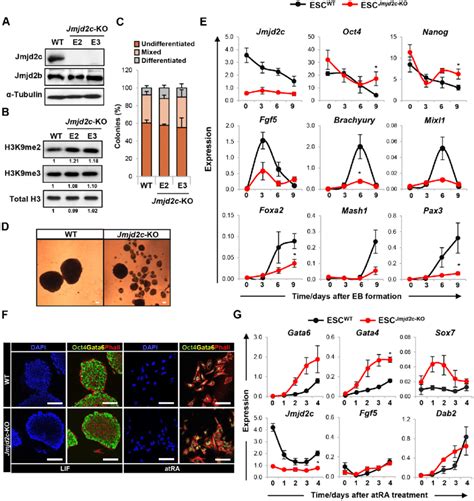 Jmjd2c Knockout ESCs Can Self Renew But Fail To Differentiate Into