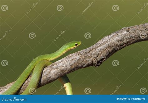 Smooth Green Snake In Grass Stock Photography | CartoonDealer.com #19712036