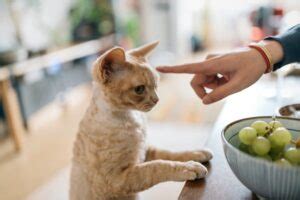 Gato Pode Comer Uva Revista Meu Pet