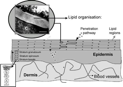 Architecture Of The Epidermal Barrier This Schematic Of The Skin In