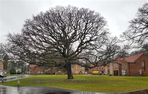 Bs5837 Tree Survey For Development Jca Limited