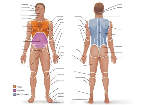 Anterior And Posterior Body Landmarks Diagram Quizlet